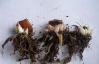 Размножение лилий - три основных способа Как вырастить лилии из стеблевых бульбочек